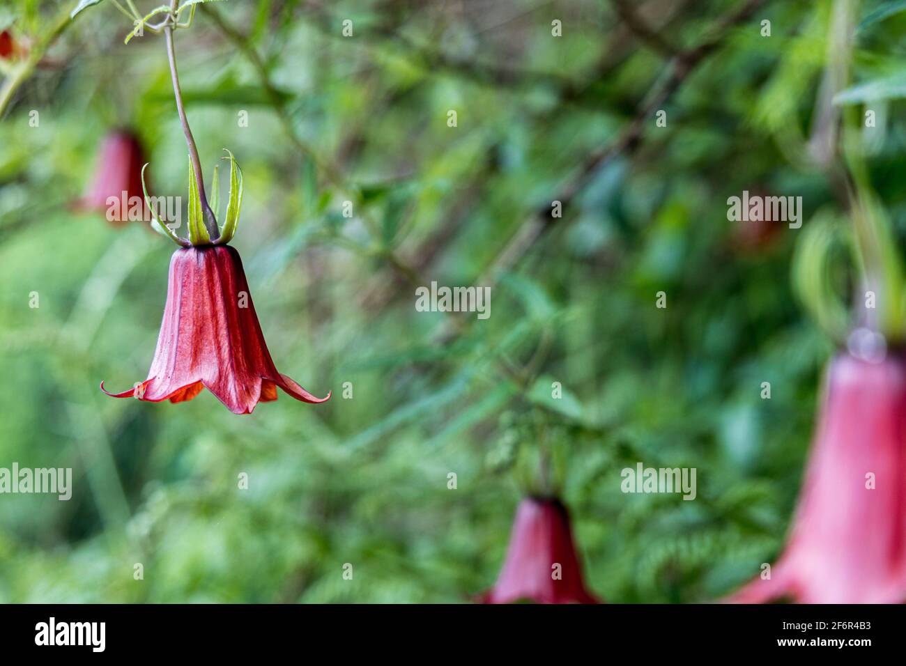 Canarina canariensis, campanulaceae, fiori di palma delle Canarie a Ruigomez, Tenerife, Isole Canarie, Spagna Foto Stock