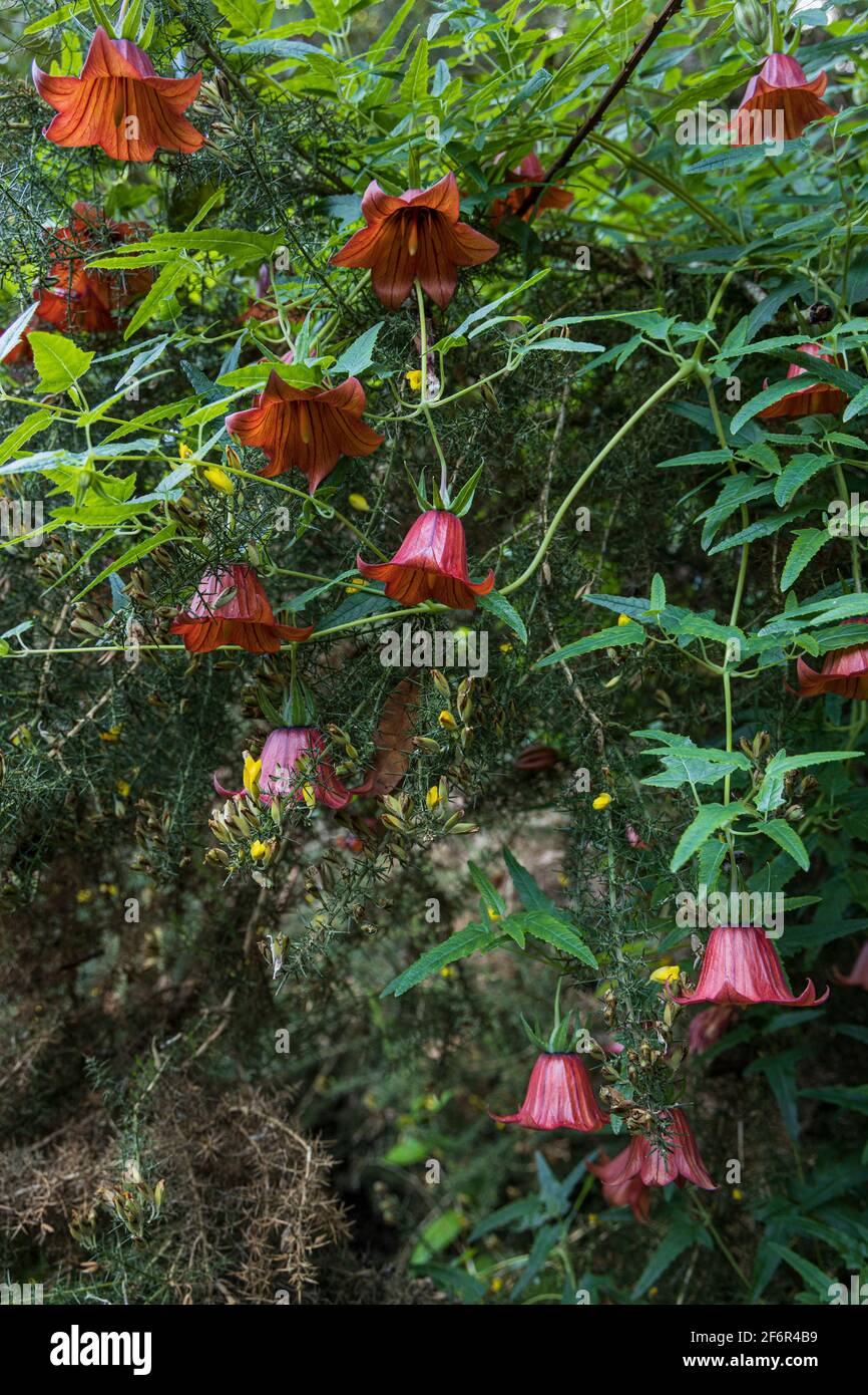 Canarina canariensis, campanulaceae, fiori di palma delle Canarie a Ruigomez, Tenerife, Isole Canarie, Spagna Foto Stock