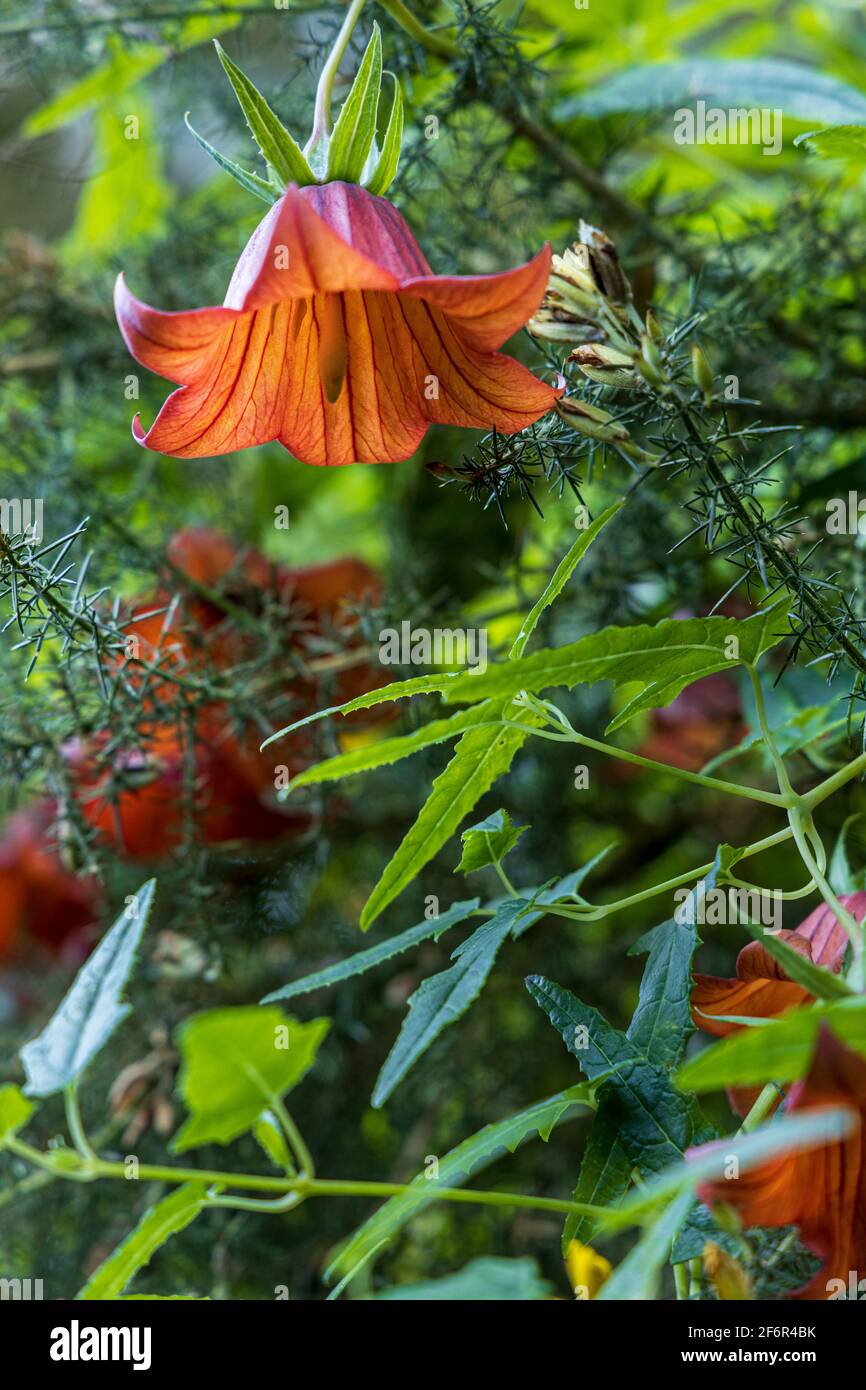Canarina canariensis, campanulaceae, fiori di palma delle Canarie a Ruigomez, Tenerife, Isole Canarie, Spagna Foto Stock