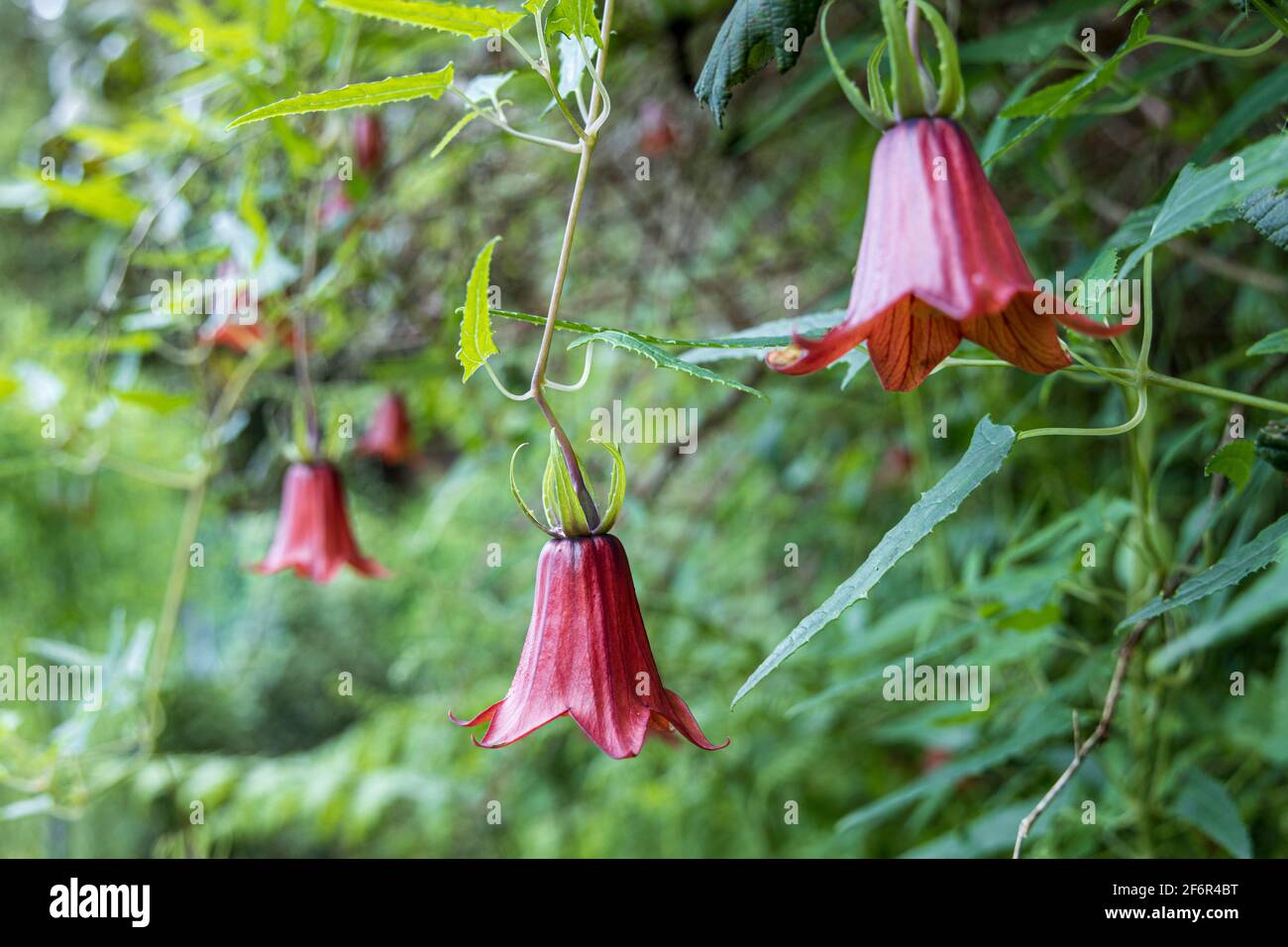Canarina canariensis, campanulaceae, fiori di palma delle Canarie a Ruigomez, Tenerife, Isole Canarie, Spagna Foto Stock