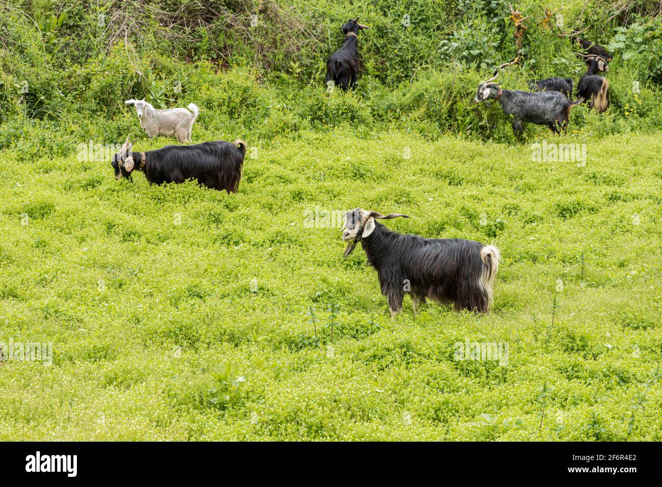 Capre in un campo a Ruigomez, Tenerife, Isole Canarie, Spagna Foto Stock