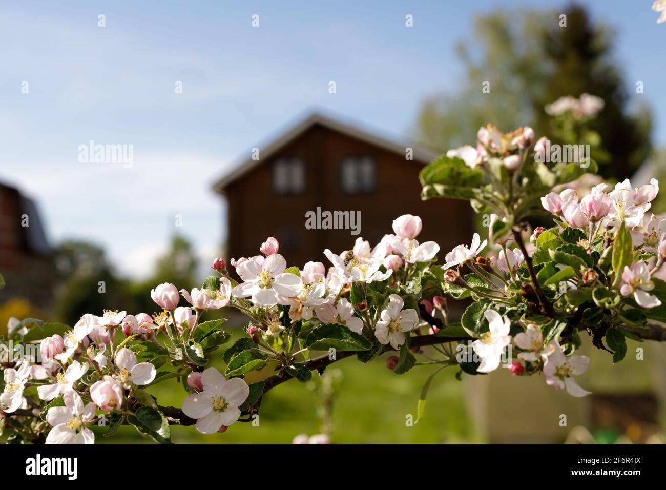 Ramo dell'albero di mela in fiore con la casa offuscata di legno dentro sfondo Foto Stock