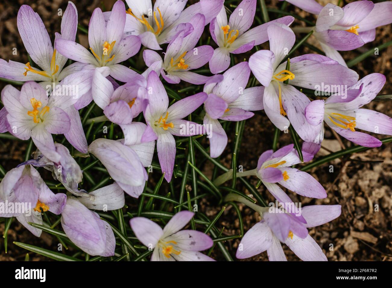 Sfondo primavera con viola fiorito, crocus viola in primavera. Crocus Iridaceae fiore in fiore. Gruppo di crocus viola fiorito su prato. Foto Stock