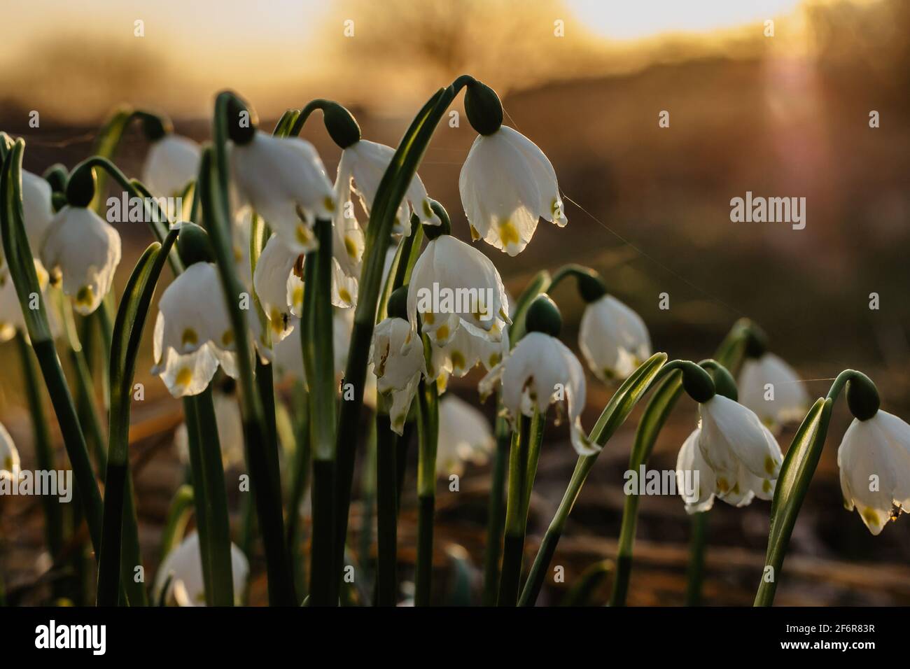 Leucojum vernum chiamato primavera fiocco di neve.primo fiore bianco primavera con verde e giallo marks.Beautiful fiori in fiore al tramonto sfondo sfocato. Foto Stock