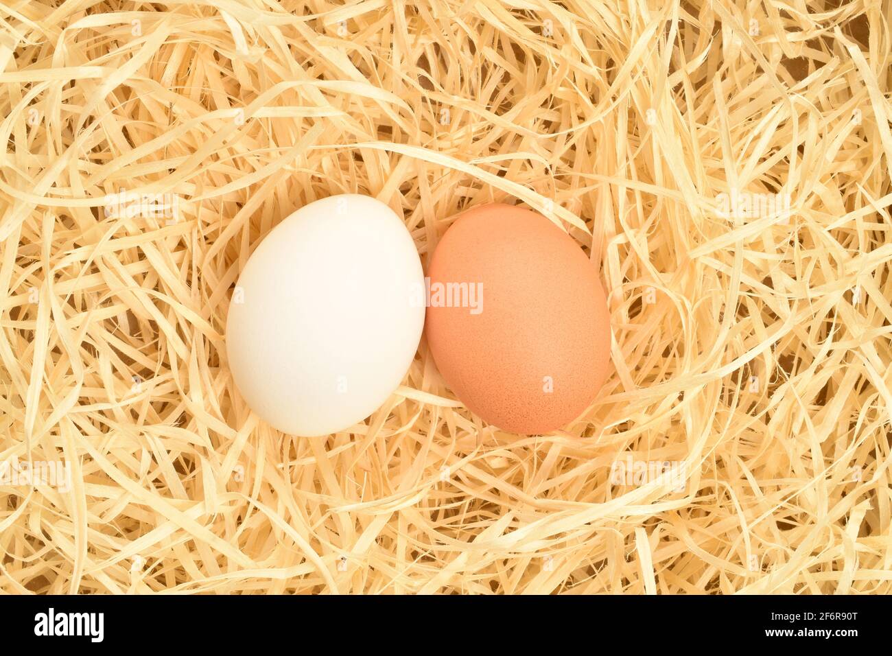 Un beige e un bianco fresco uova di pollo biologiche su trucioli di legno naturale. Foto Stock