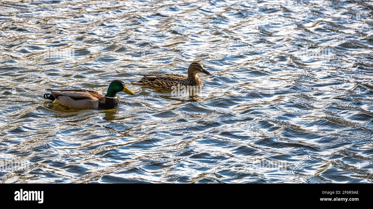 Coppia di anatre di Mallard che nuotano nel fiume, Scozia, Regno Unito Foto Stock