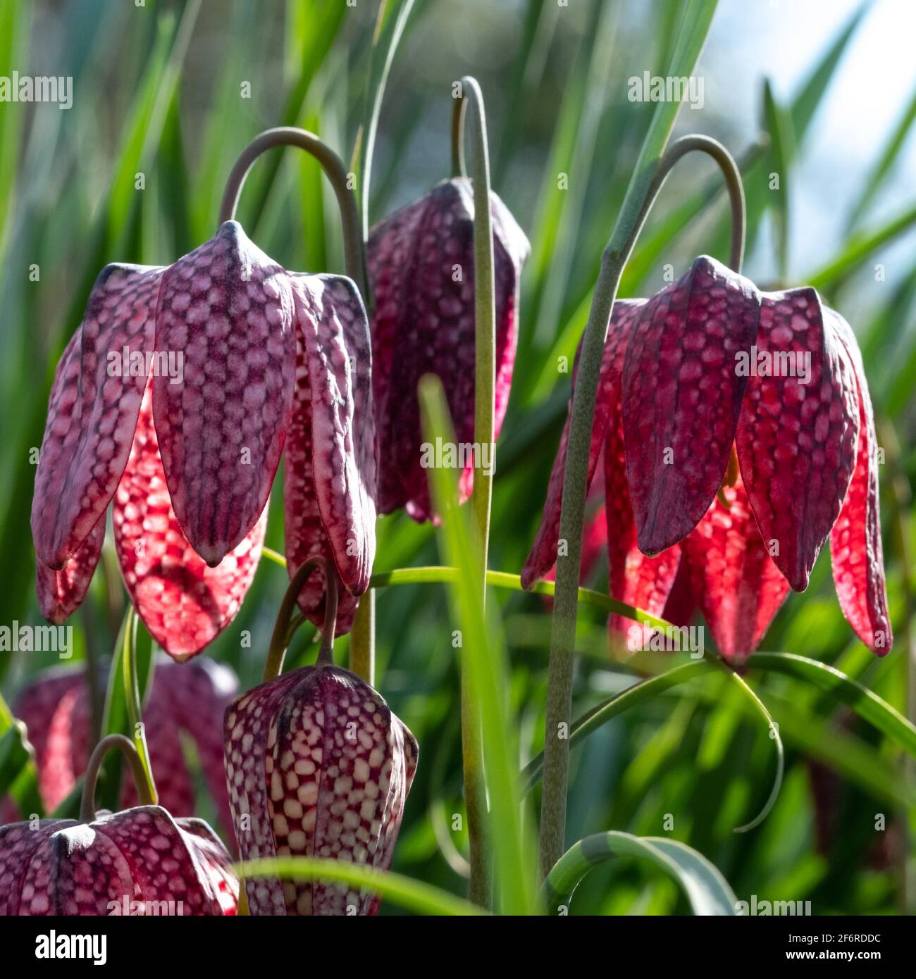 Purple Snake's Head Fritillary fiori prendere il sole. Crescono nell'erba fuori dal giardino murato Eastcote House, London Borough of Hillingdon, UK. Foto Stock