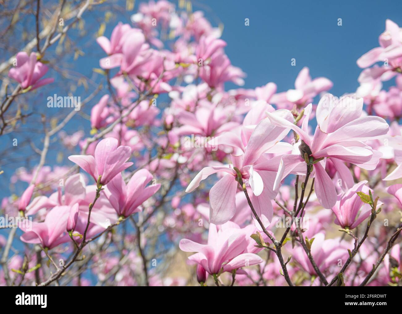 Magnolia Tree in fiore in primavera a Londra Foto Stock