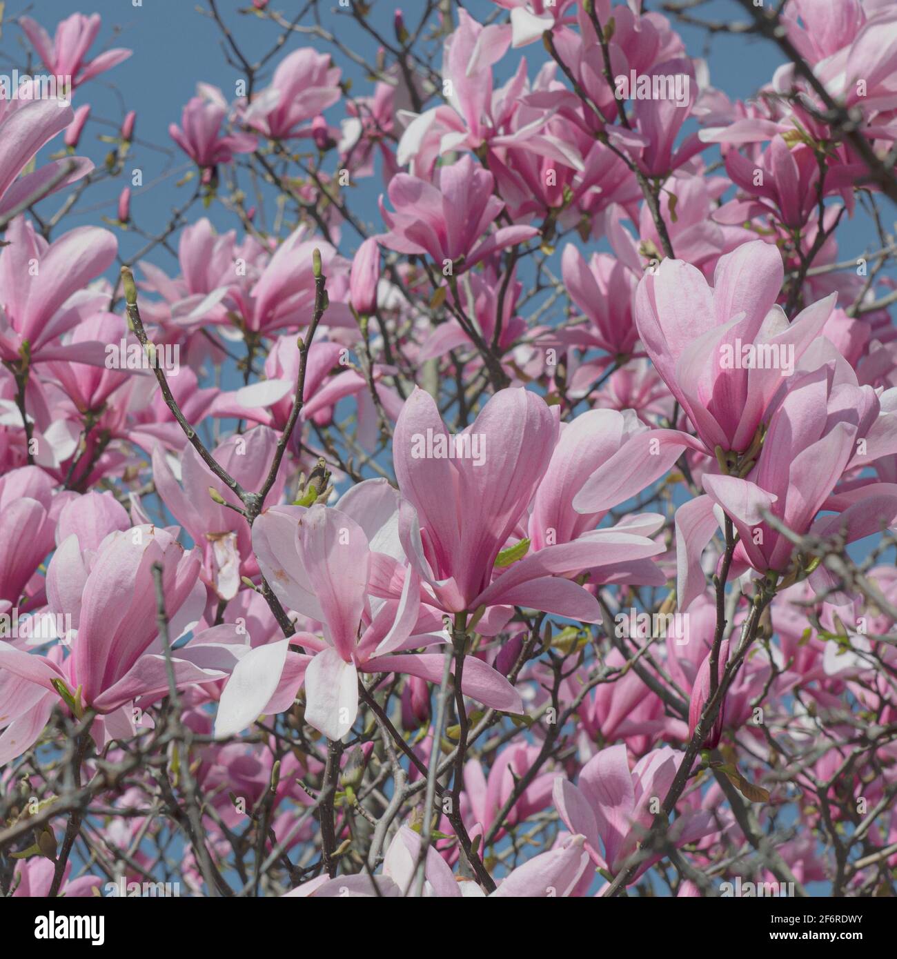 Magnolia Tree in fiore in primavera a Londra Foto Stock