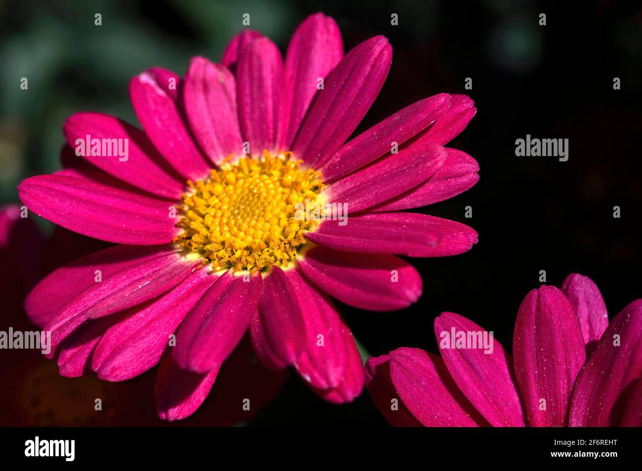 Macro di vibranti marguerite rosa (Leucanthemum) al sole. Foto Stock