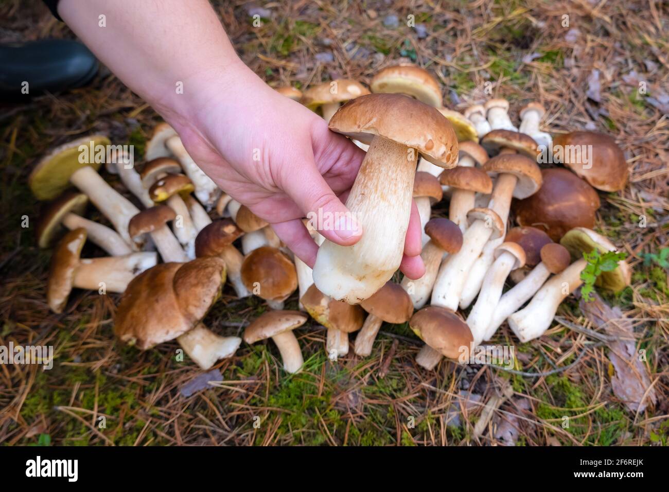 Mano che tiene Boletus Edulis nella foresta. Funghi commestibili crudi sul muschio nei boschi in caduta Foto Stock