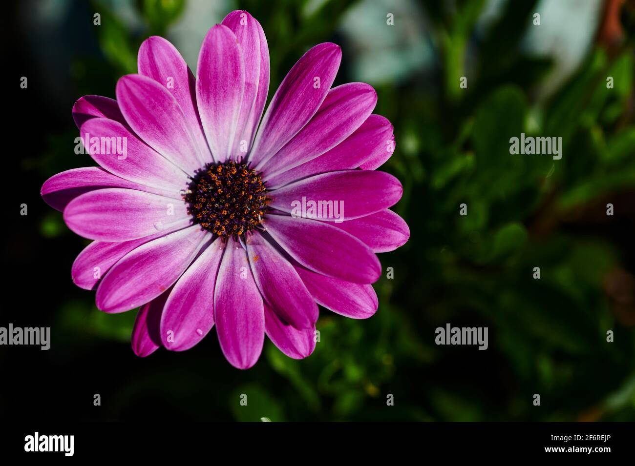 Macro shot di una marguerite rosa (Leucanthemum) al sole. Foto Stock