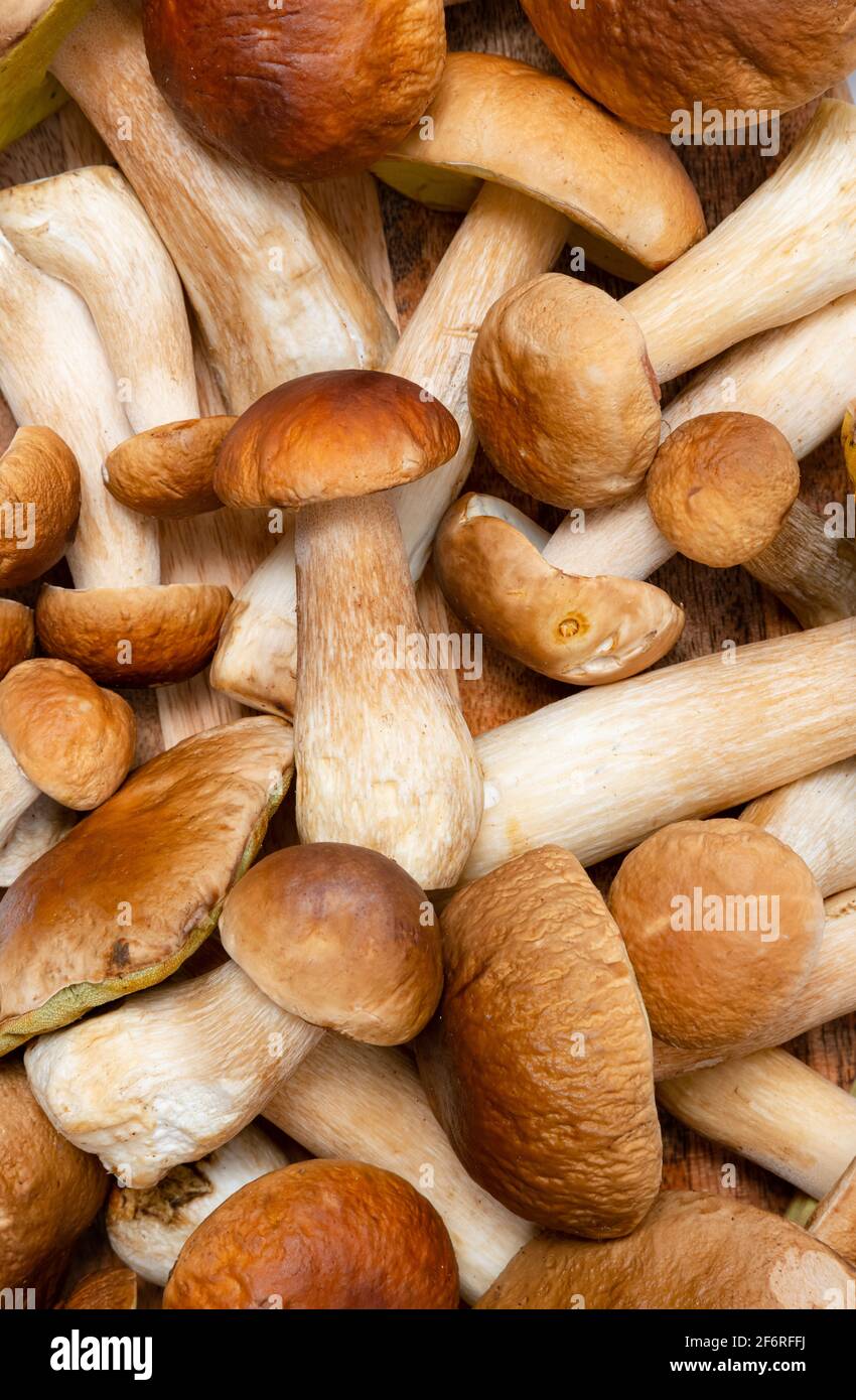 Cappuccio marrone Boletus Edulis sfondo. Un sacco di funghi commestibili su un tavolo da cucina. Nessuno Foto Stock