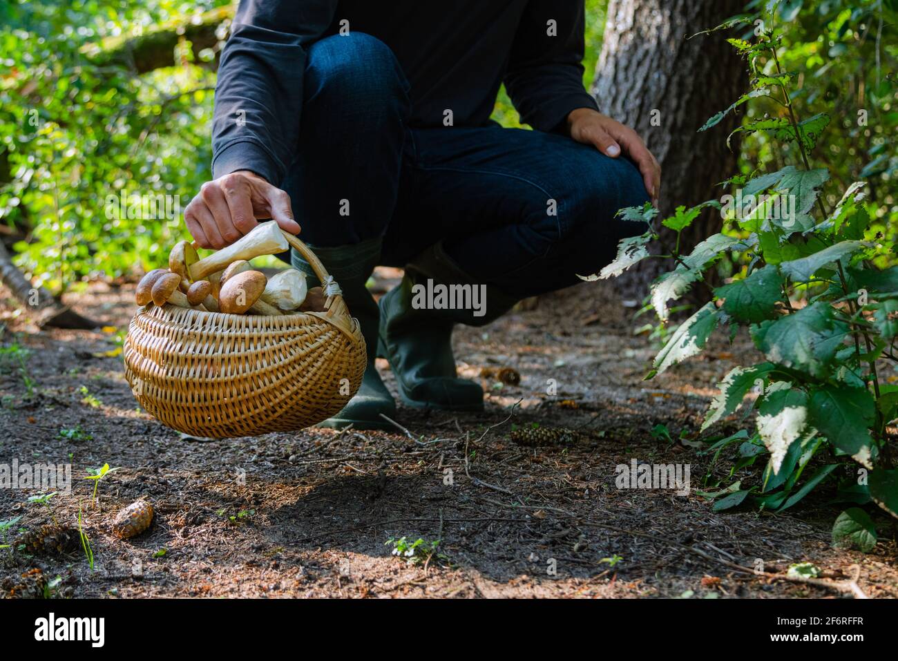 Mano che tiene Boltetus edulis vicino al cesto pieno di vimini di funghi nella foresta. Stagione di raccolta dei funghi nei boschi in autunno. Foto Stock