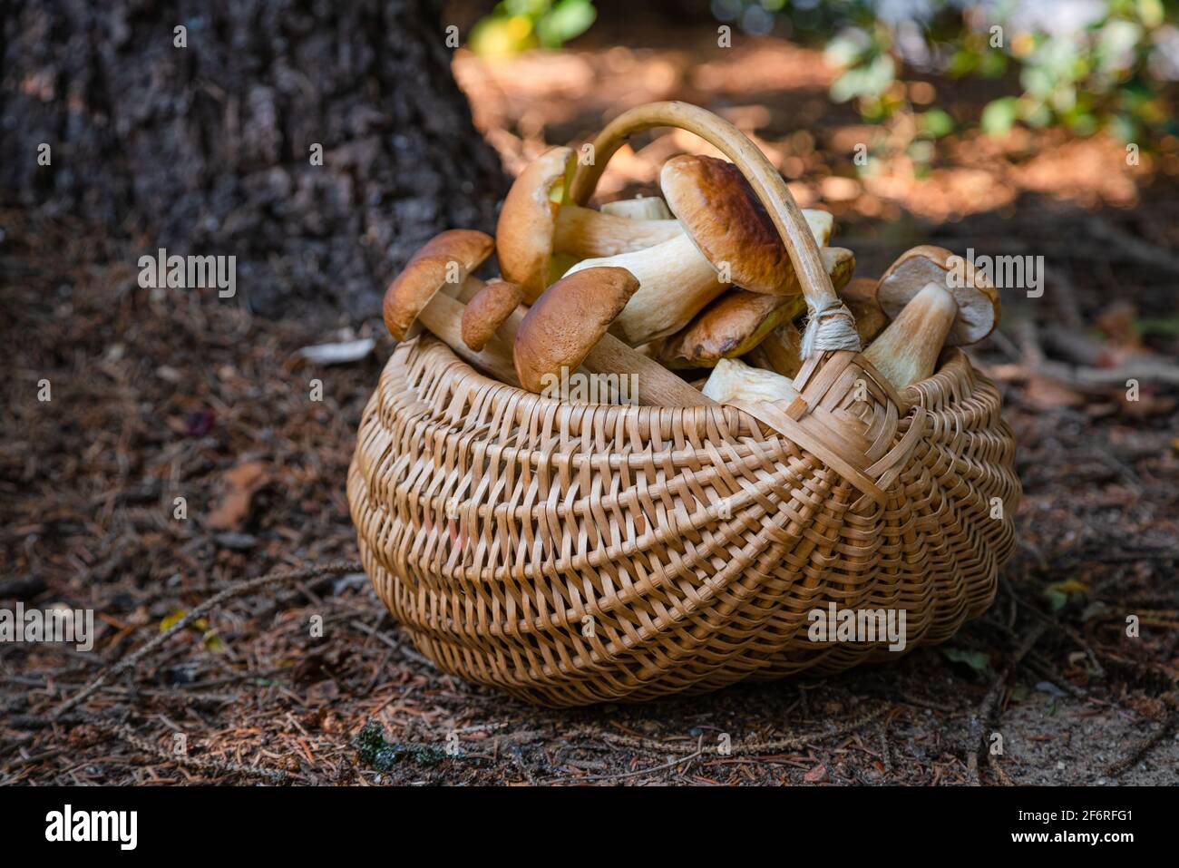 Cesto pieno di vimini di Boletus Edulis nella foresta. Cesto di funghi nei boschi in autunno. Nessuno Foto Stock