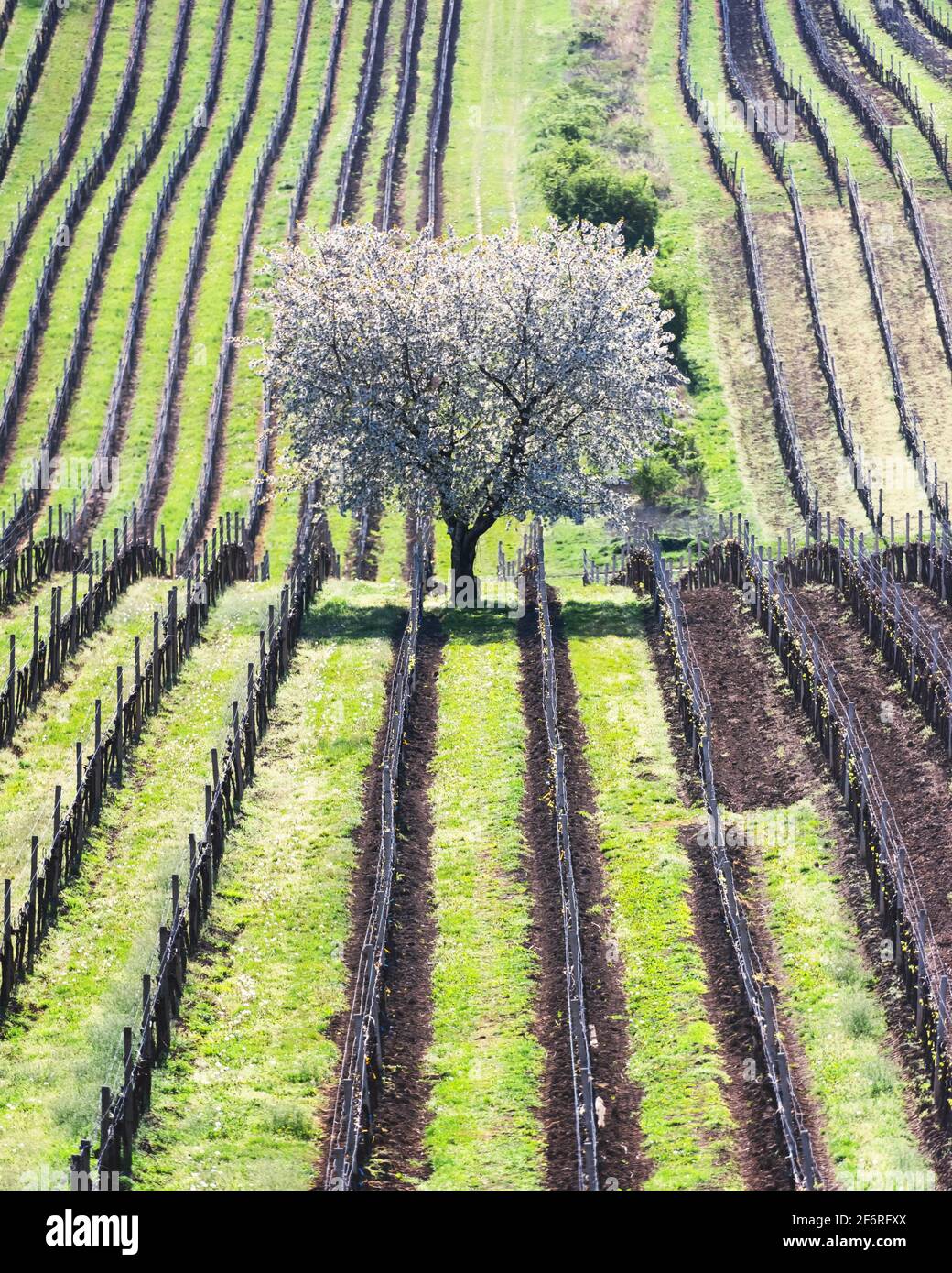 Incredibile Paesaggio Primaverile Con Ciliegio Bianco In Fiore Tra Filari Di Vigneti Nella Moravia Meridionale, Repubblica Ceca Foto Stock