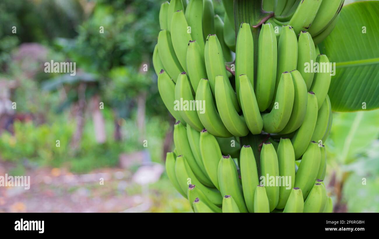 mazzetto di banane verdi che si tramandano sospeso Foto Stock