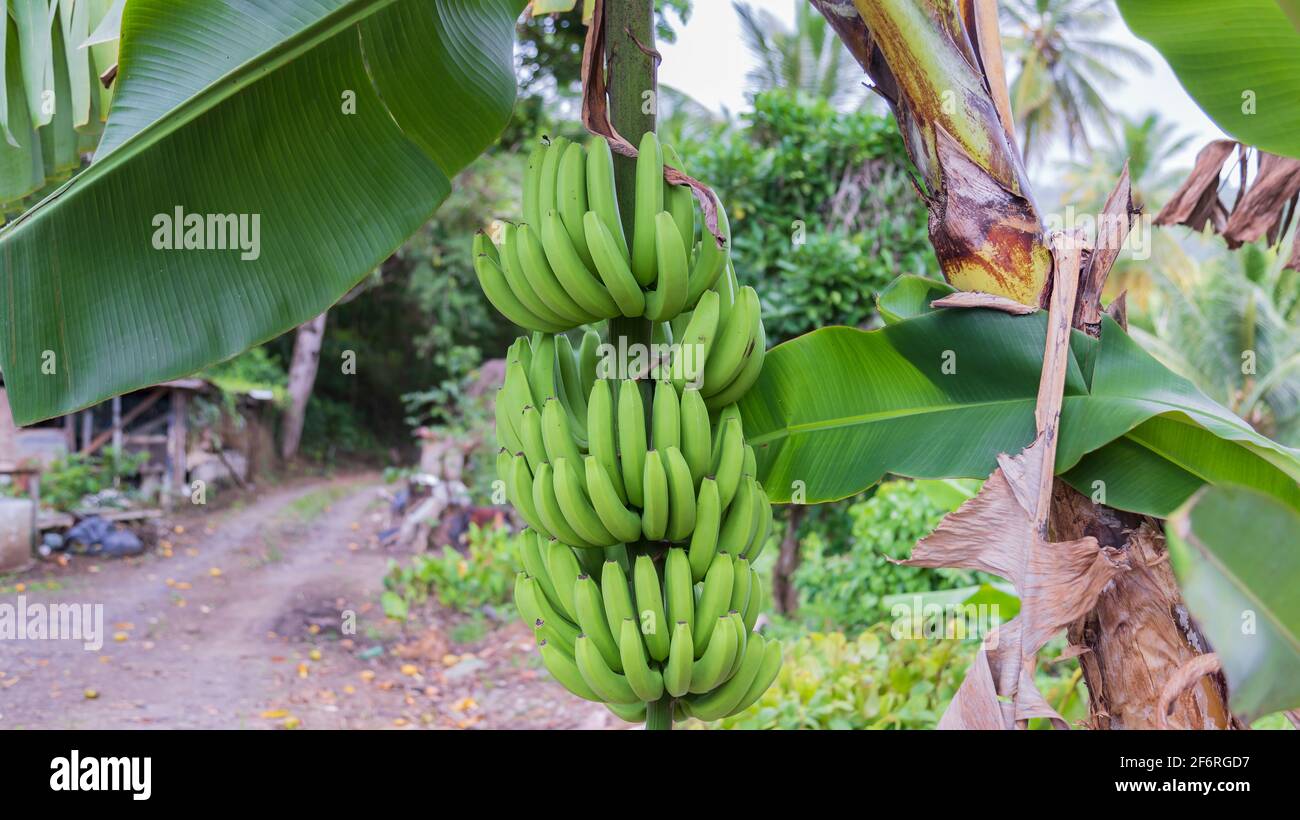 mazzo di banane verdi che si tramandano sospese da una pianta di banana Foto Stock