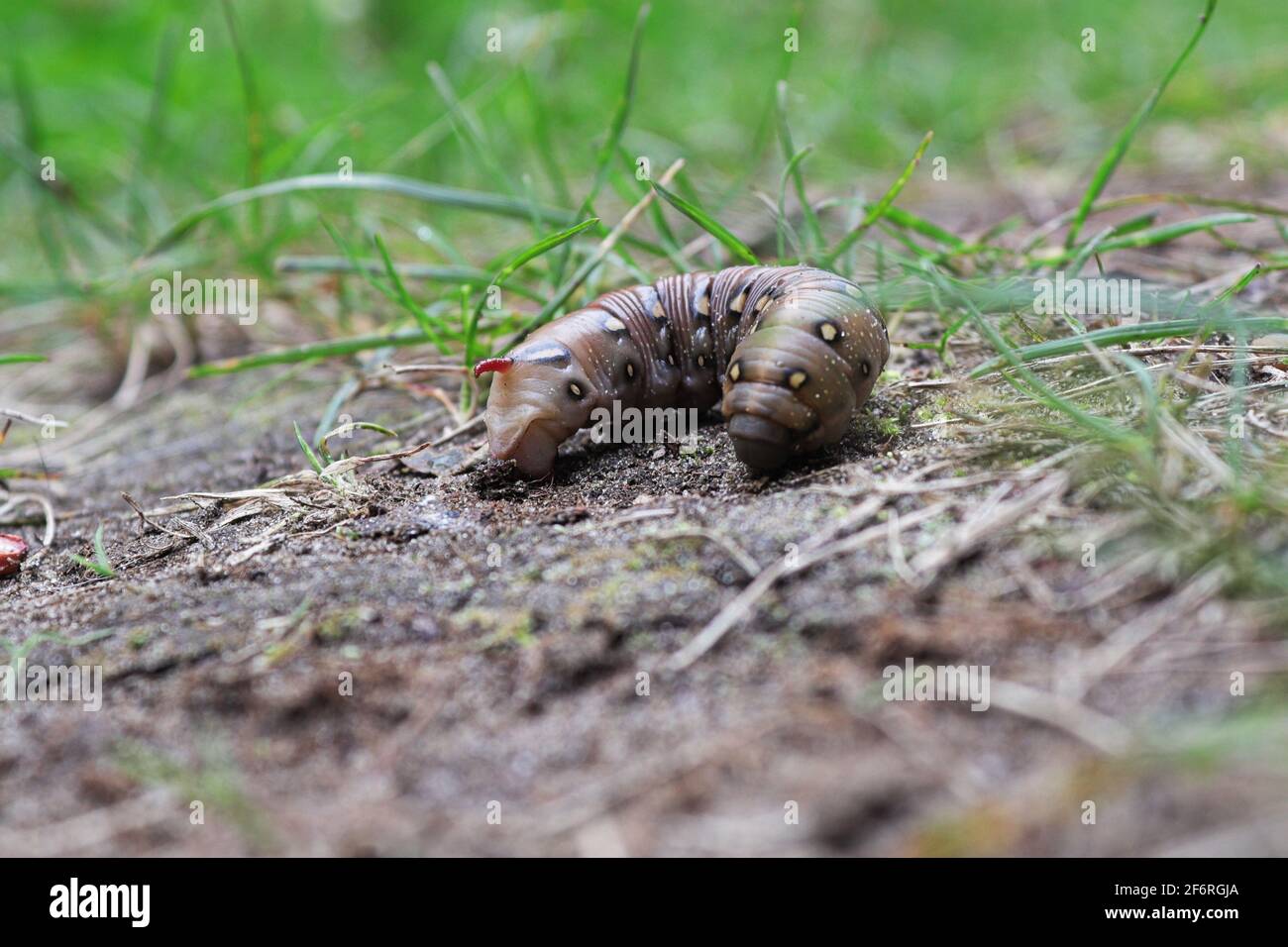 Closeup di un bedstrain Hawkmoth caterpillar a terra Foto Stock