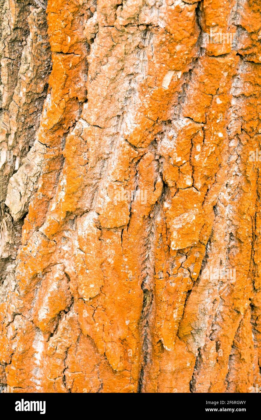 L'arrossamento della struttura della corteccia dell'albero di pioppo è causato da L'alga Trentepohlia umbrina Foto Stock