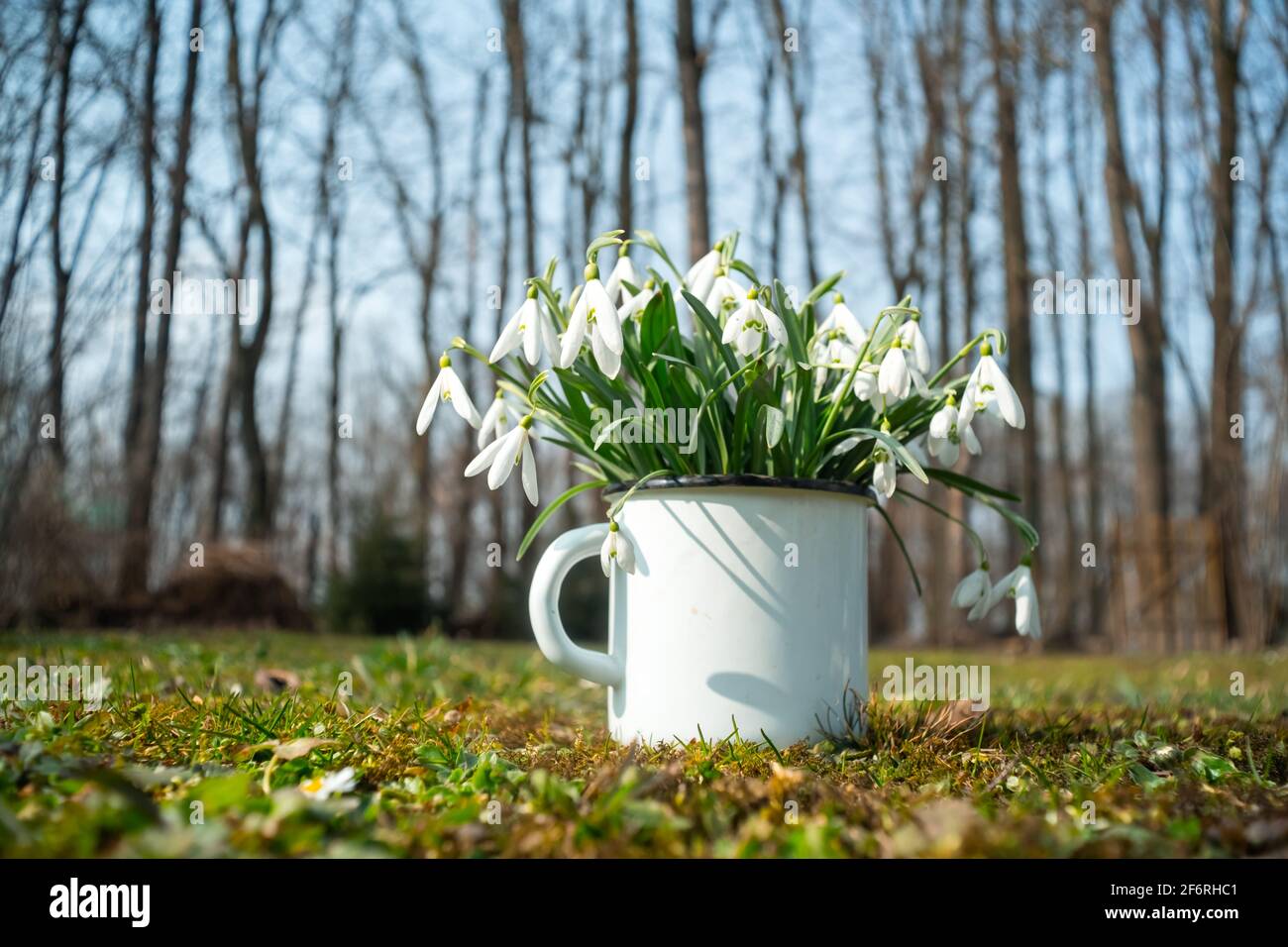 Bouquet di gocce di neve in una tazza di ferro su prato primavera foresta closeup. Macro fotografia della natura Foto Stock
