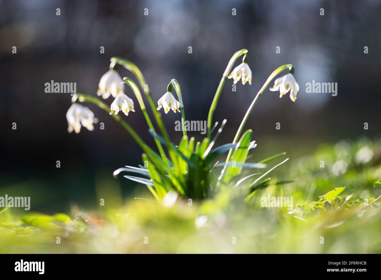 Fiori di Snowdrop sul prato primavera foresta primo piano. Fotografia macro natura Foto Stock