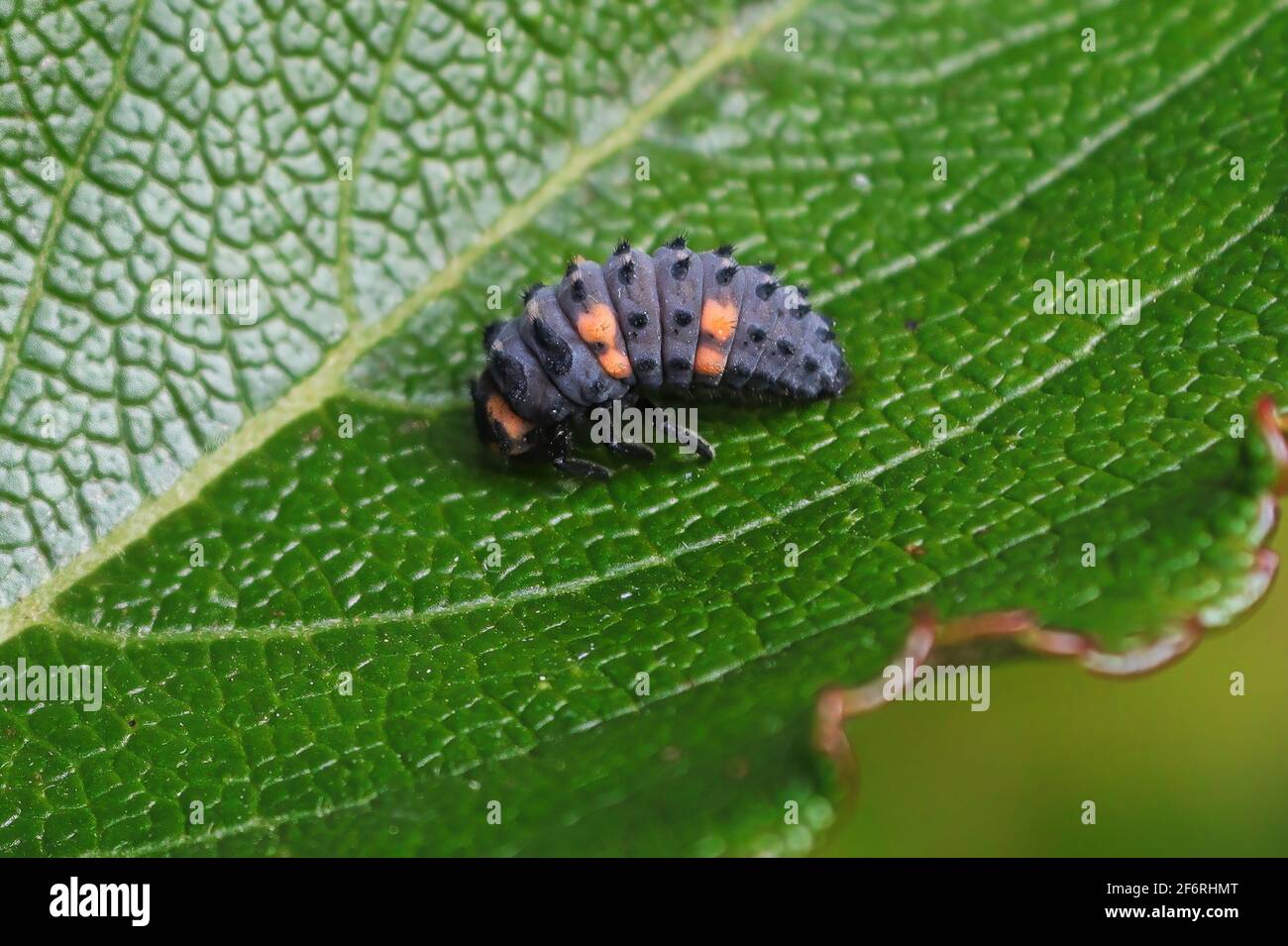 Closeup di larve di ladybug su una foglia verde Foto Stock