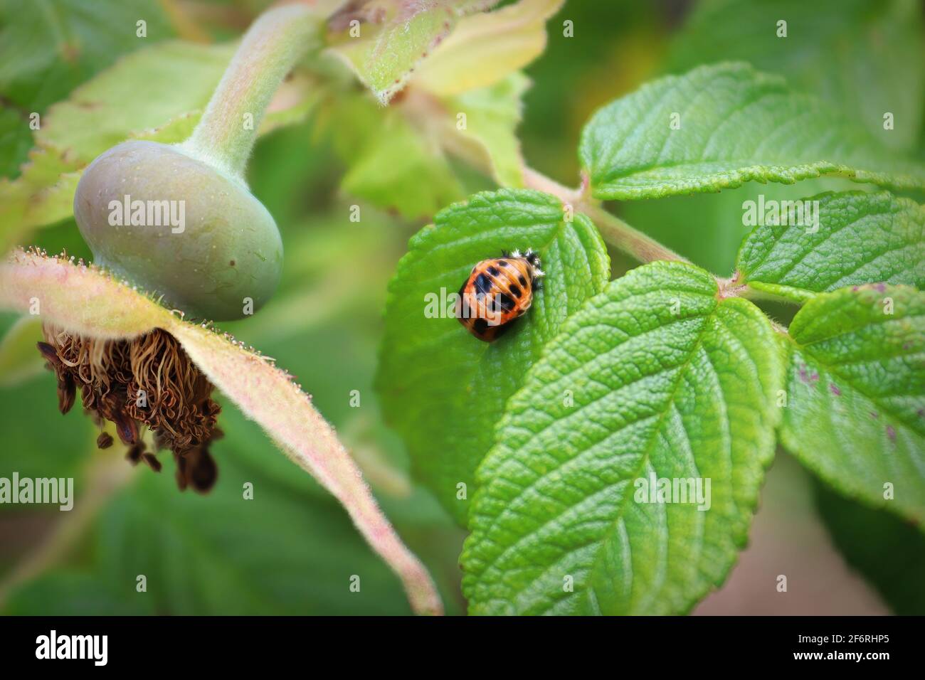 bordo coccinella rosa