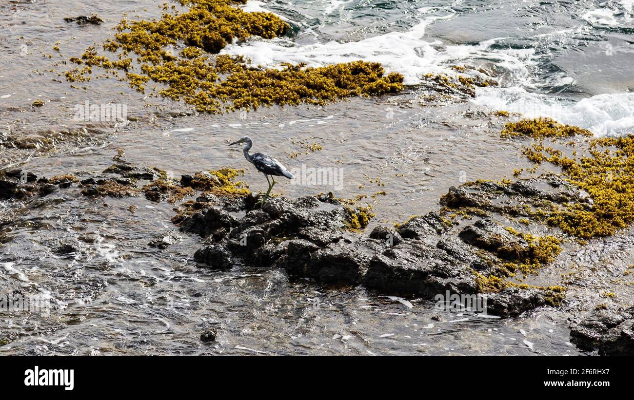 Airone bianco e nero in piedi su rocce nel mare Foto Stock