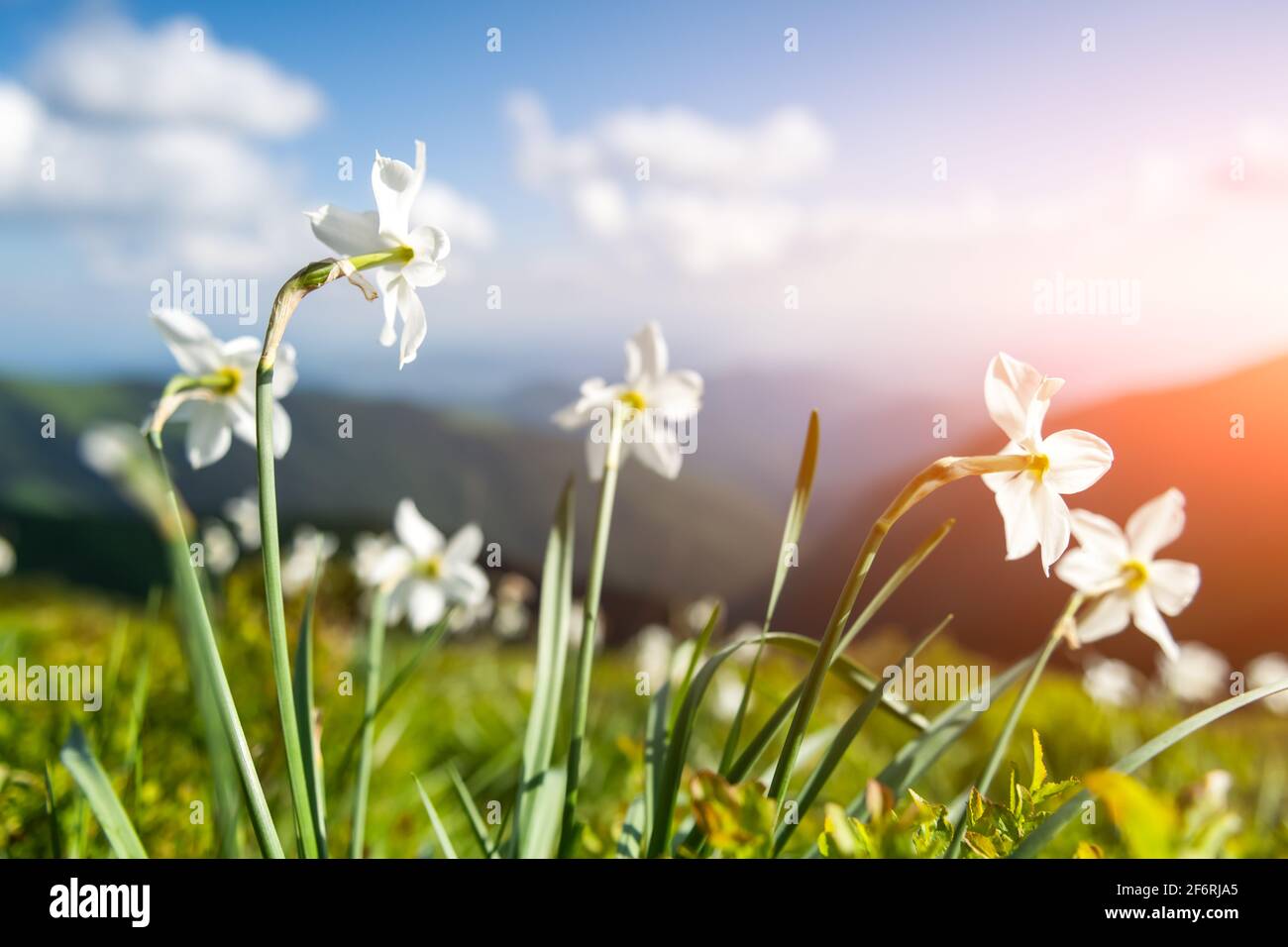 Prato di montagna coperto di fiori narciso bianchi. Carpazi, Europa. Fotografia di paesaggio Foto Stock