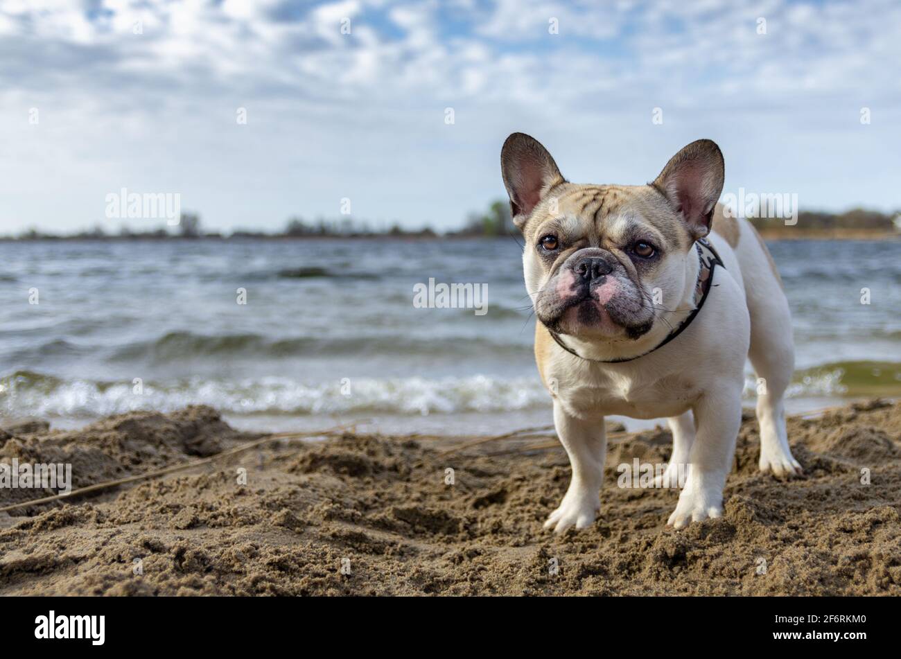 il cucciolo francese del bulldog guarda in avanti con attenzione e si erge nella sabbia vicino alla spiaggia in una mattina di primavera. Spazio di copia Foto Stock