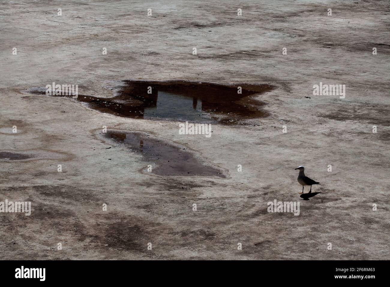 Seagull alla ricerca di cibo in un lago svuotato. Foto Stock