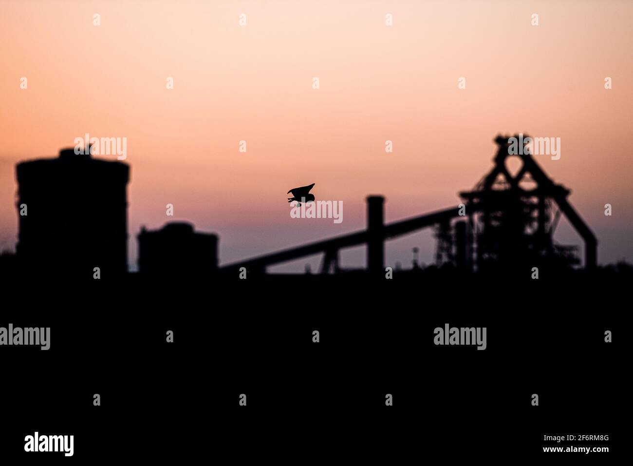 Barbagianni Caccia Foto Stock