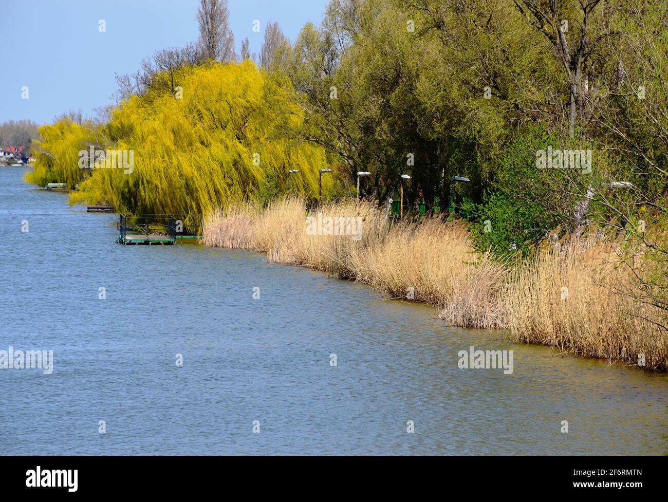 paesaggio tranquillo sulla riva del fiume con salice giallo brillante e piante d'acqua e fogliame lussureggianti. scena primaverile. brezza leggera. superficie d'acqua ondulata Foto Stock
