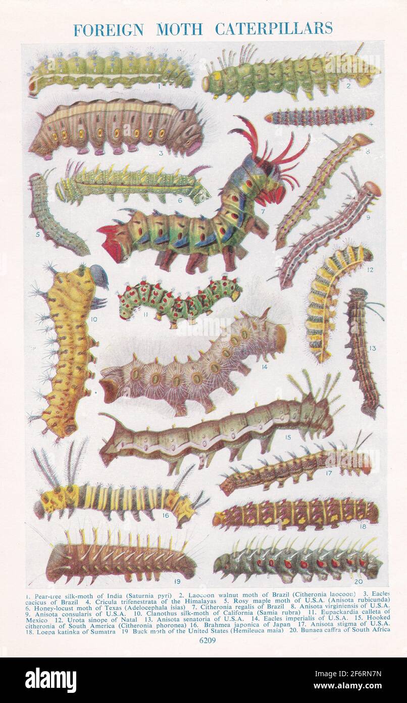 Illustrazioni d'epoca di colonne di falda estranee. Foto Stock