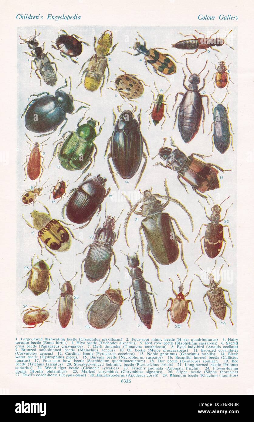 Illustrazioni d'epoca di British Beetles Foto Stock
