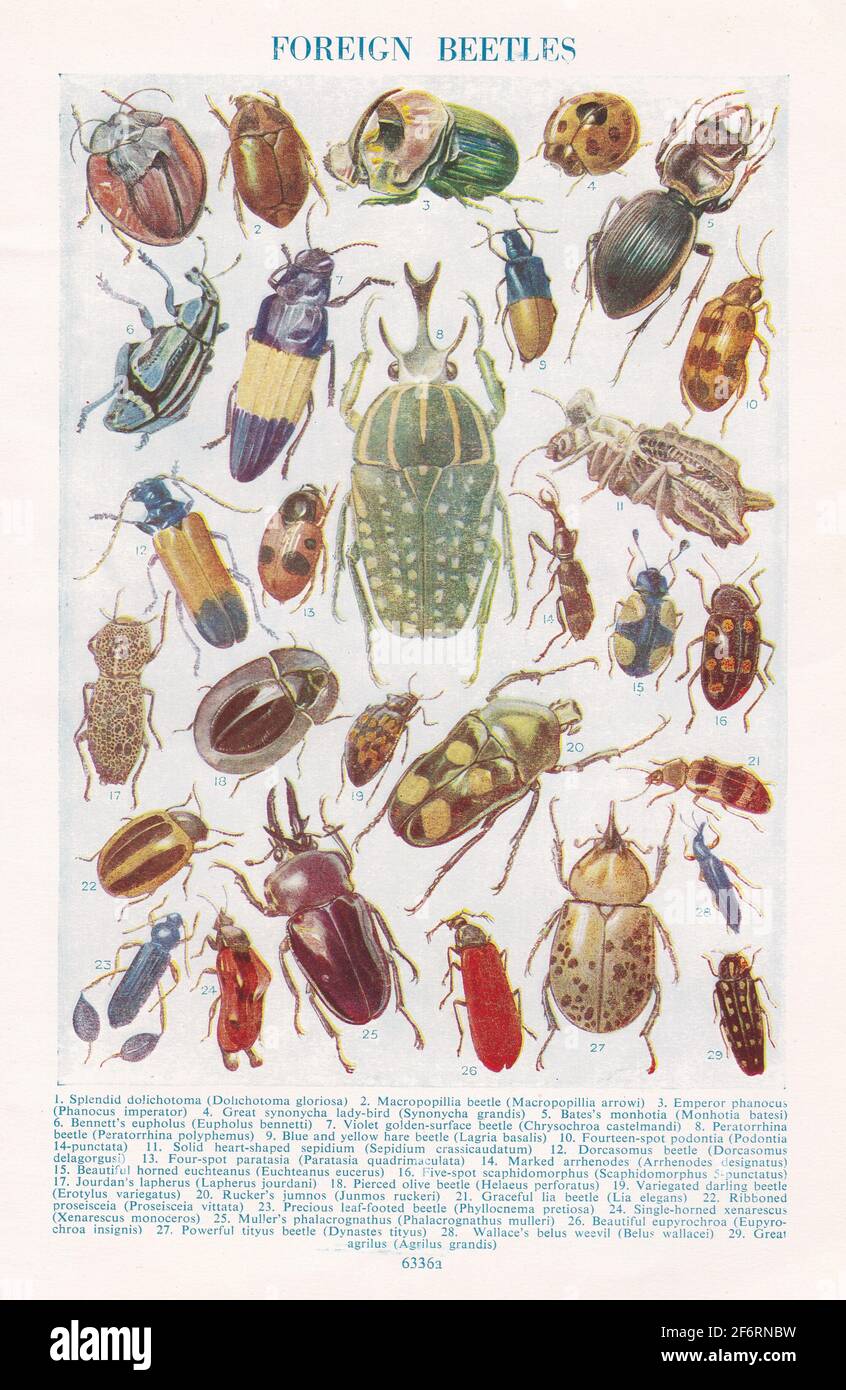 Illustrazioni d'epoca di scarabei stranieri. Foto Stock