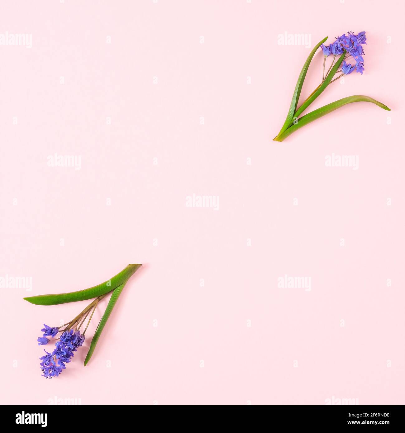 fiori snowdrop su sfondo rosa pastello Foto Stock