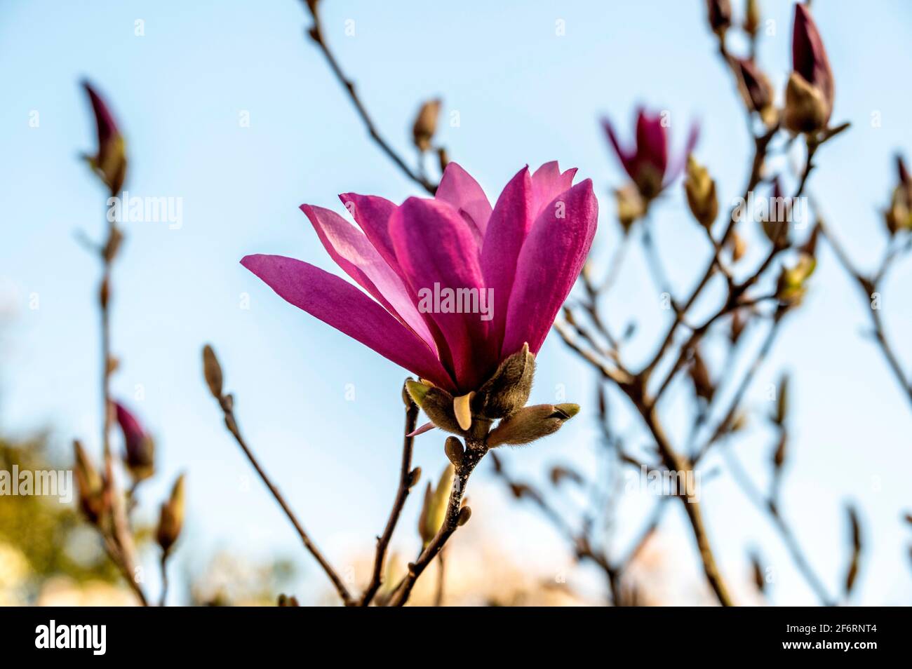 Fioritura alberi di primavera e piante Foto Stock