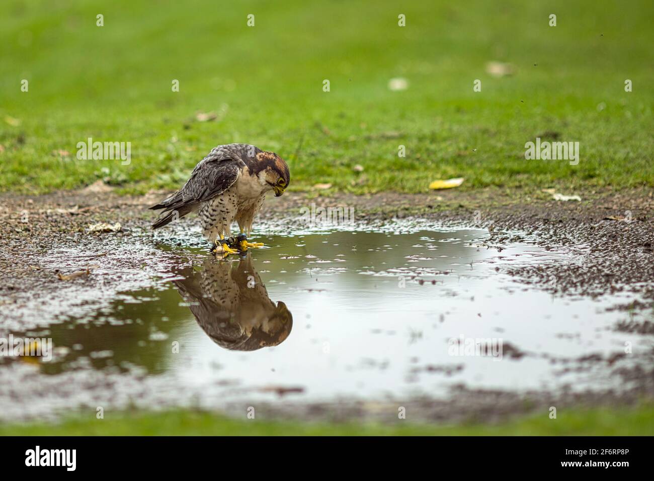 Un Falco Peregrino guarda il proprio riflesso in una pozza d'acqua piovana. Foto Stock