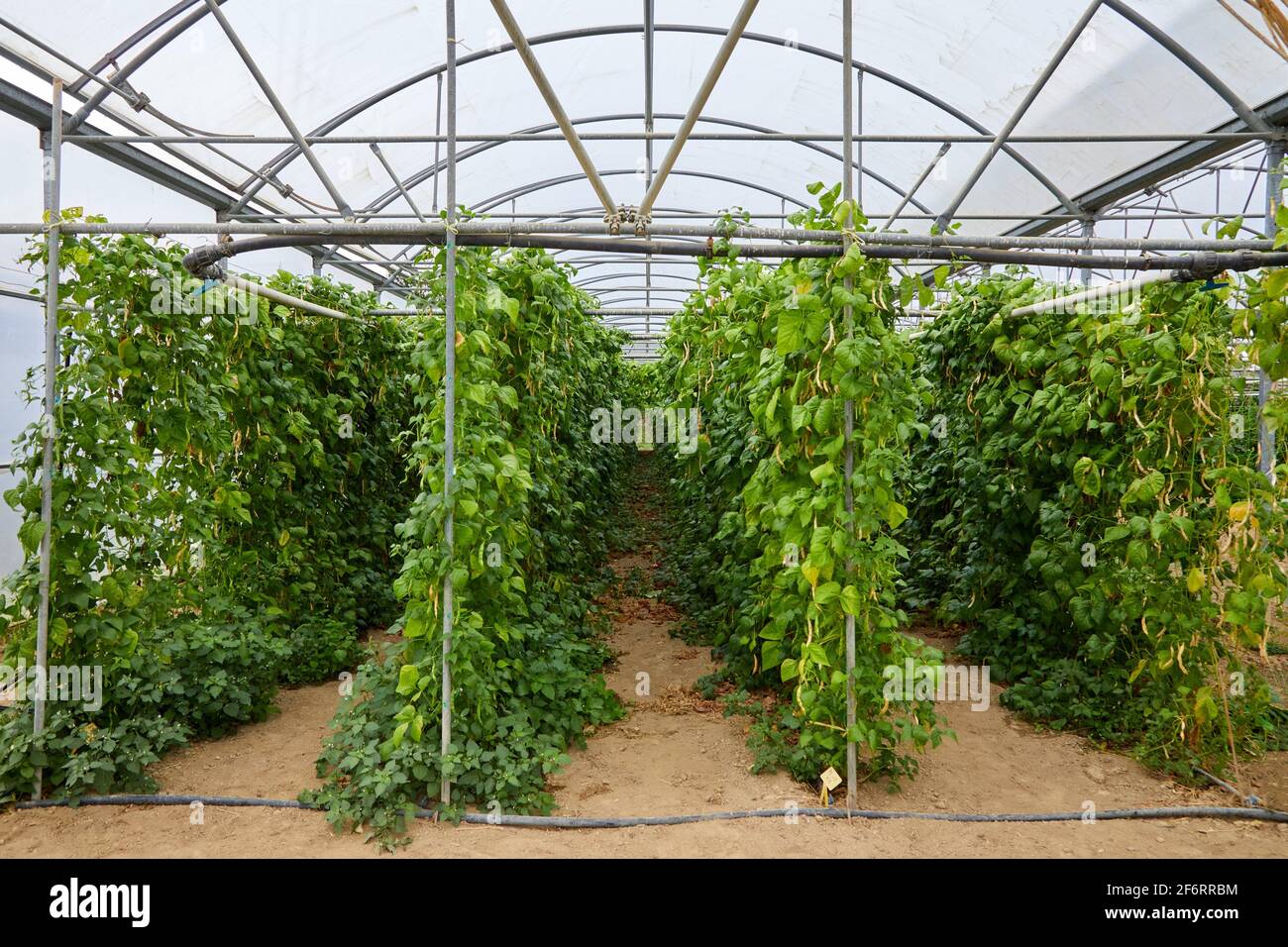 Serra pepper coltivazione, Istituto per la Ricerca e lo sviluppo agricolo e l'ambiente naturale, Paesi Baschi, Spagna, Europa. Foto Stock