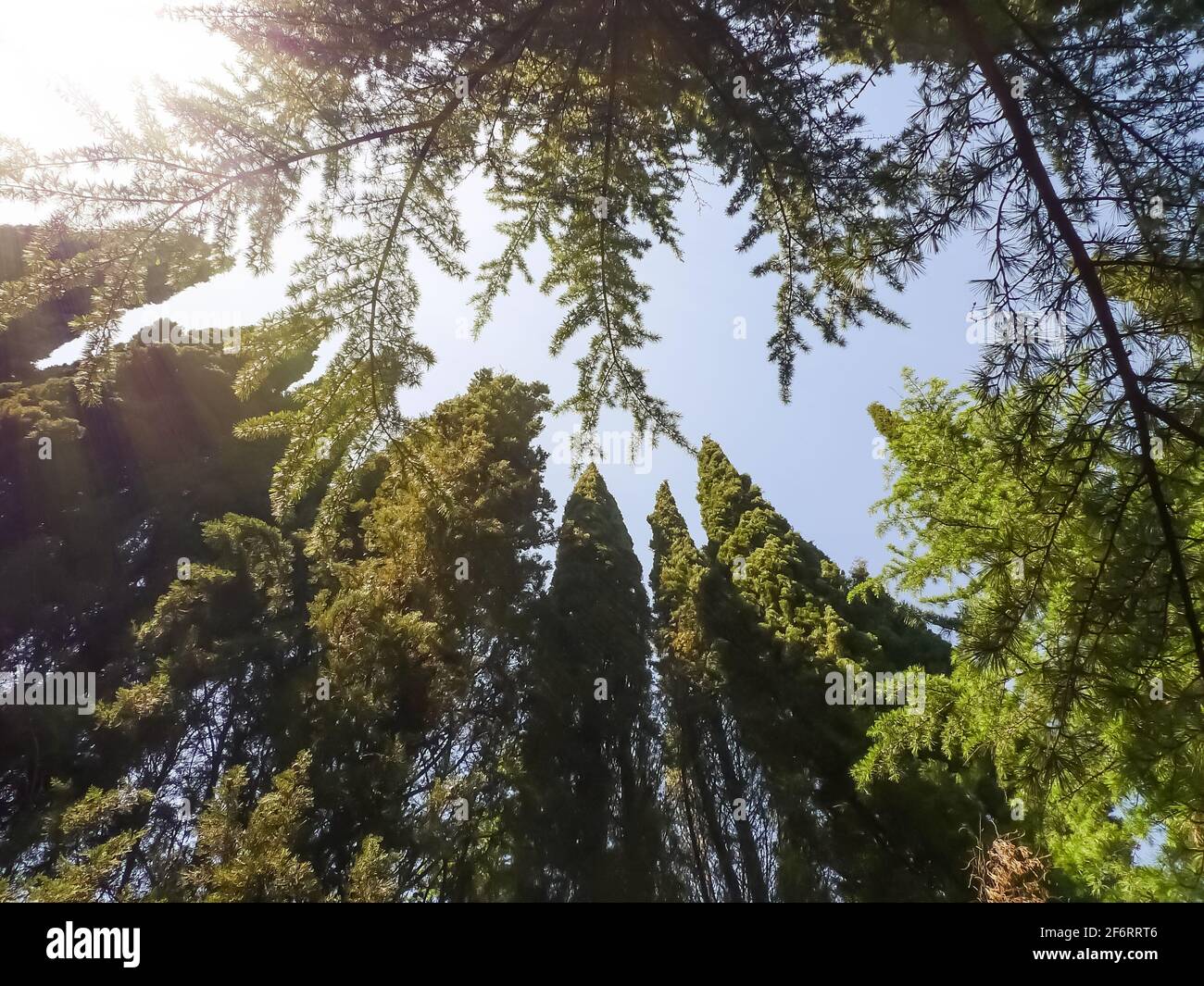 Cime degli alberi contro il cielo blu e soleggiato. Corone di conifere: Cipressi, pini. Nikitsky Botanic Garden, Crimea. Sfondo botanico naturale impressionante Foto Stock