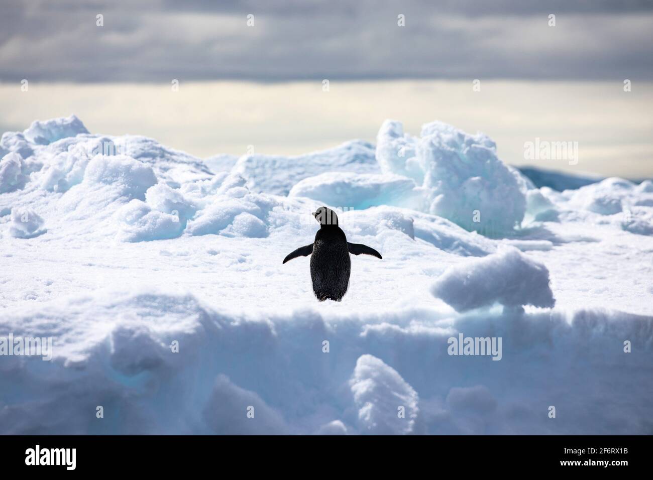 Penguin diffonde le sue pinne sull'iceberg bianco in Antartide. Foto Stock