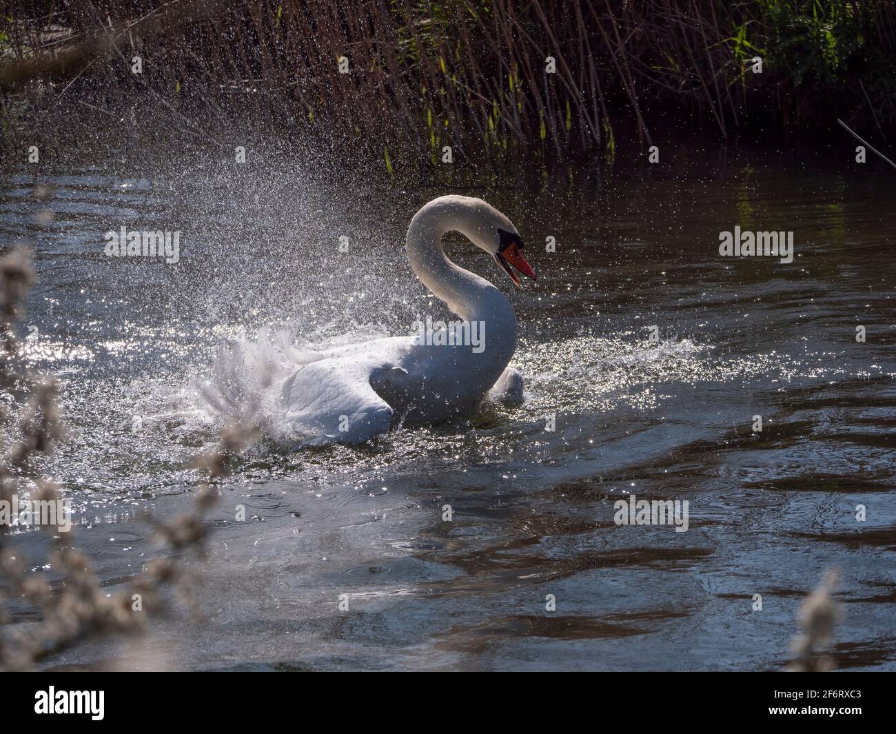 Cigno bianco adulto in stretto fiume che batte e lava in una giornata luminosa di sole. Foto Stock