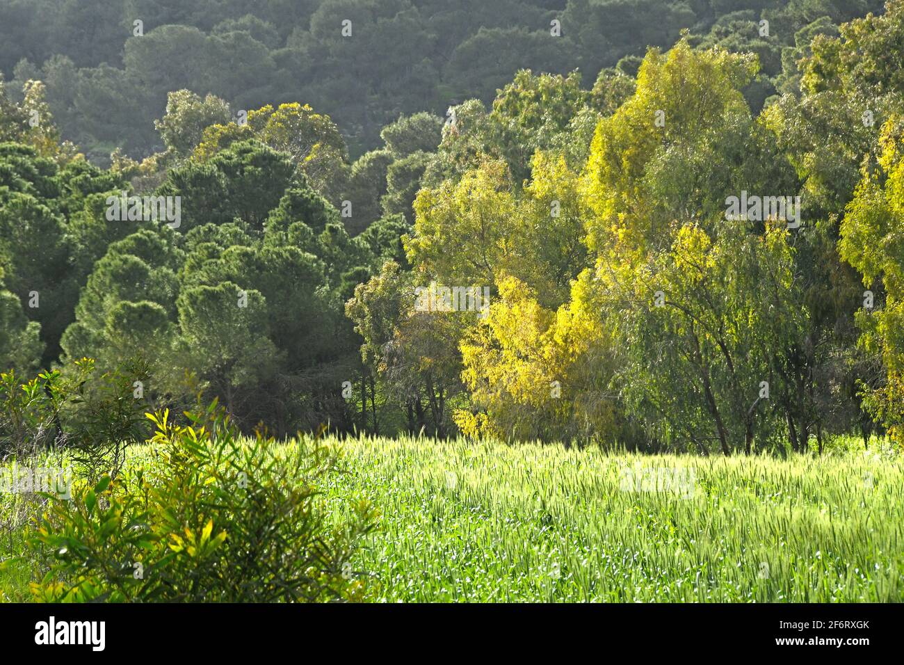 Foresta della Galilea, Givat Hamoreh, Israele Foto Stock