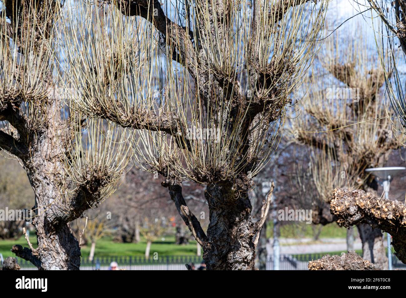 Alberi Pollarded nel parco pubblico Strömparken durante la primavera a Norrköping, in Svezia Foto Stock