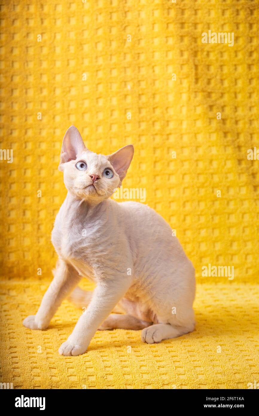 Kitty bianco Devon Rex Kitten. Gatto di razza inglese con occhi blu e  capelli corti su sfondo giallo Plaid. Shorthair PET Cat Looking Up Foto  stock - Alamy