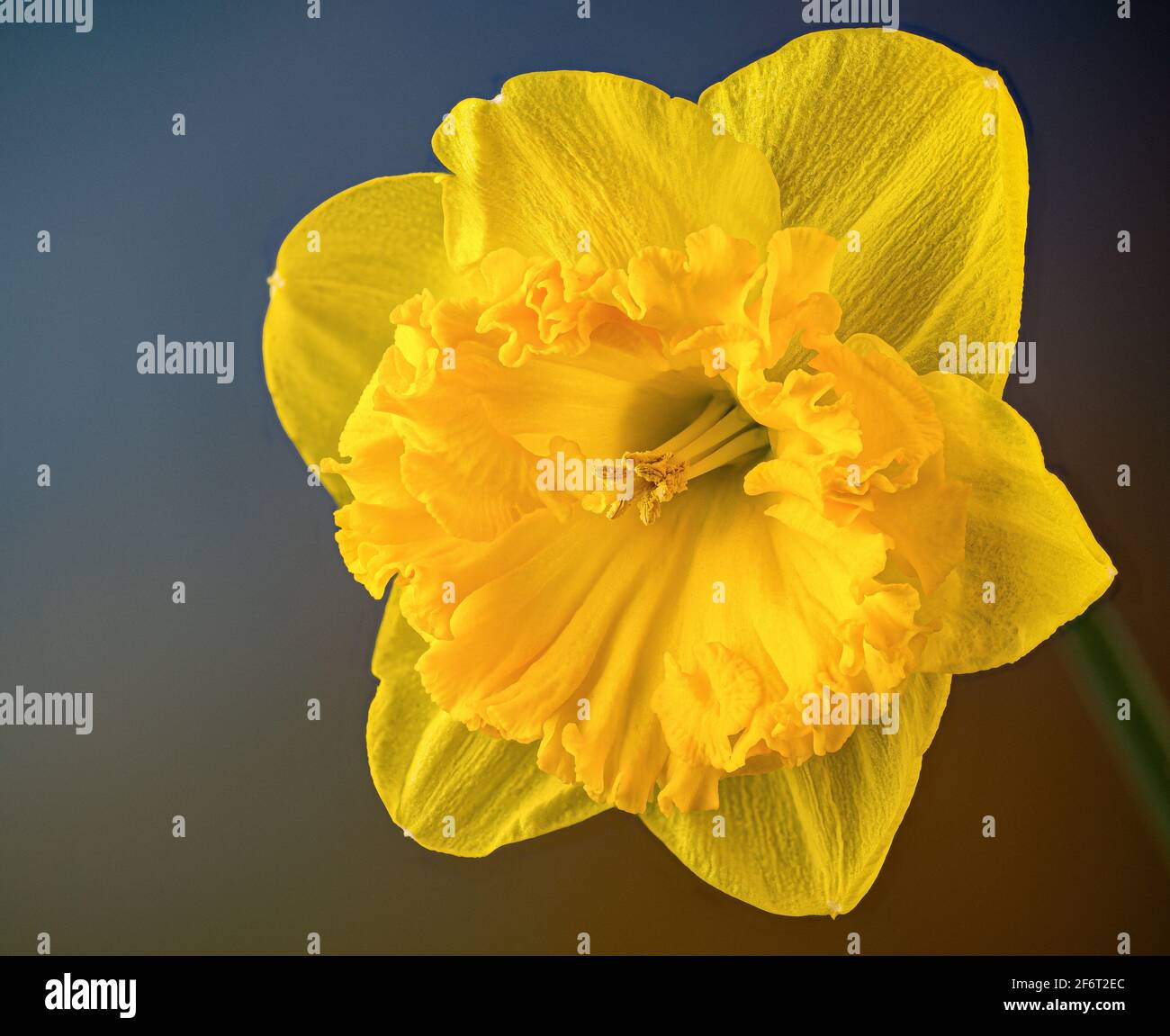 Vista ravvicinata del fiore di daffodil nel giardino primaverile. Foto Stock