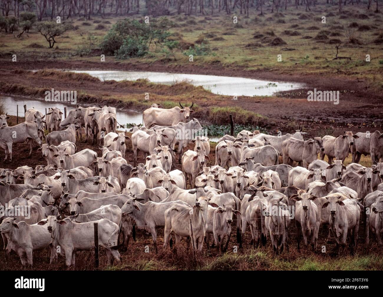Cebu bovini. Pantanal. Brasile. Foto Stock