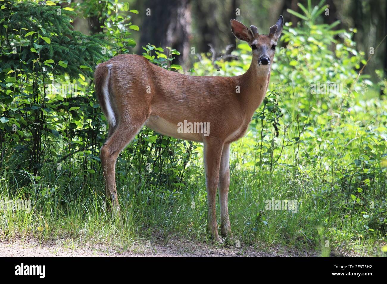 Un buck giovane con le formiche di velluto molto piccole si leva in piedi al bordo di una foresta Foto Stock
